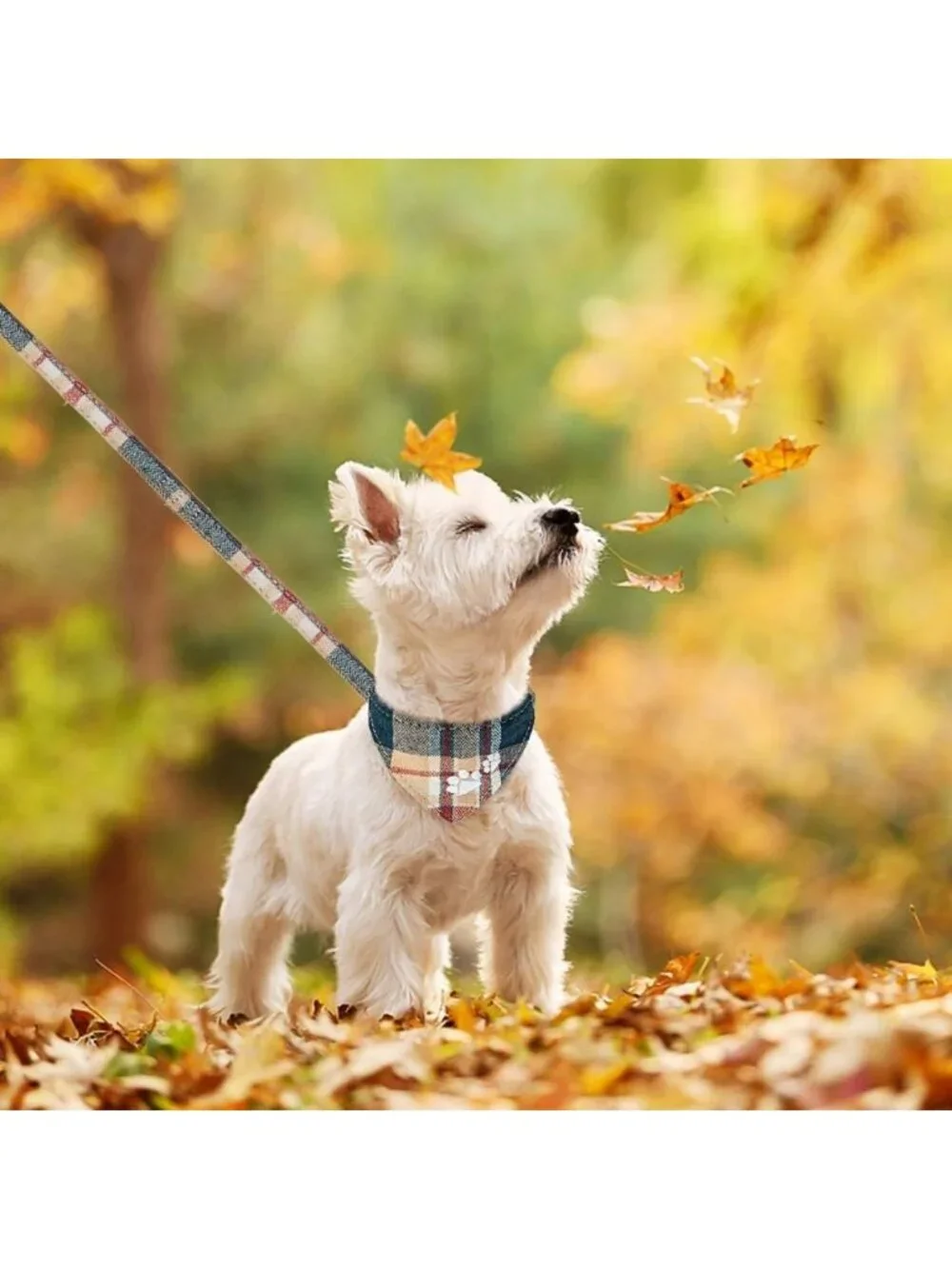 Plaid Puppy Collar & Leash Set with Bow Tie, Bandana & Bell - Khaki Dog
